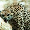 Angry cheetah in Pilanesburg