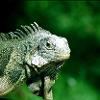 New iguana at Johannesburg Zoo