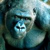 Max the gorilla, who beat up a runaway thief at Johannesburg Zoo